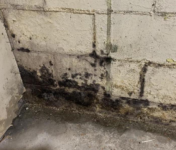 Mold growth in corner of basement