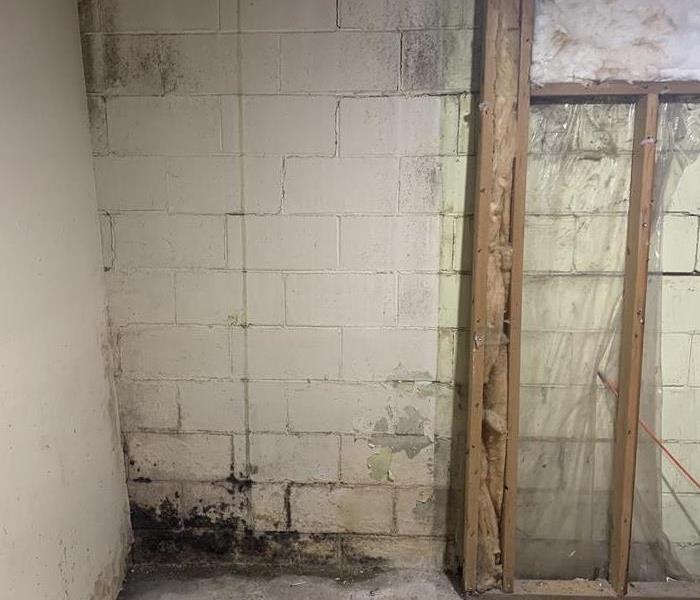 Mold growth in corner of basement wall