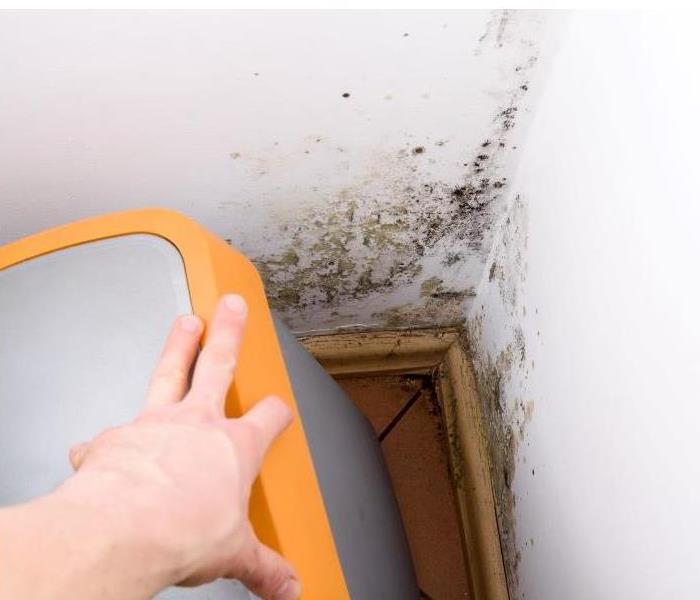 Finding Mold