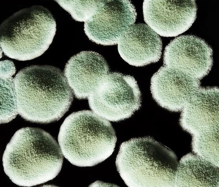 Photo of mold spores under a microscope