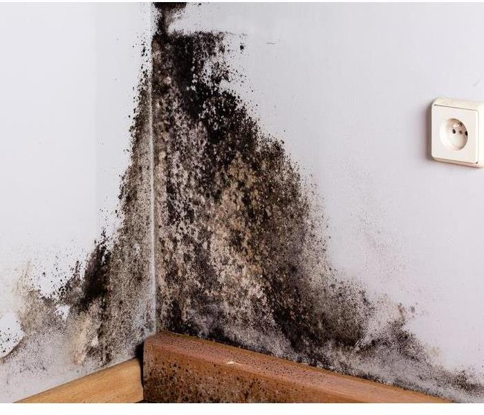 Black Mold growth in Sioux Falls home