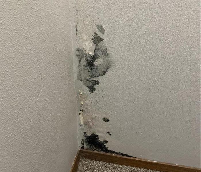 Mold growing through drywall in corner of basement
