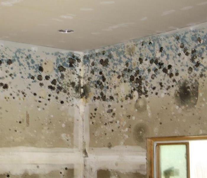 Mold growth spreading across walls in a Sioux Falls home