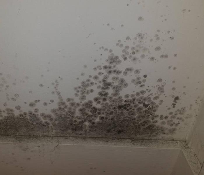 Mold growing in closet of Sioux Falls home